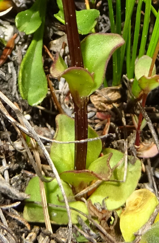 Gentiana utriculosa / Genziana alata